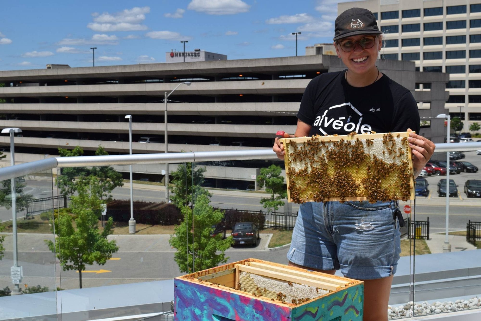 honeybee
